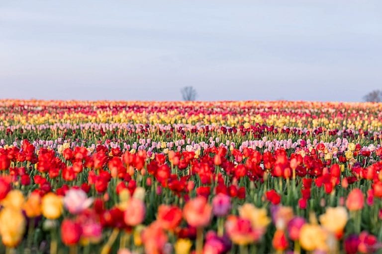 Our Tulip Field Engagement Photos / Brown Hill Farms / Tunkhannock, PA
